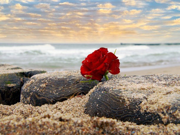 Romantic Nest